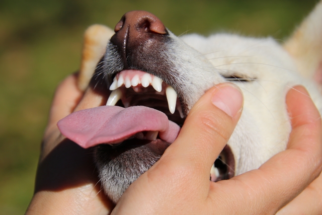 柴犬の歯