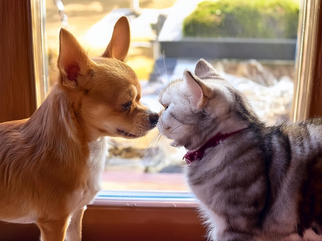 鼻を突き合わせる犬と猫