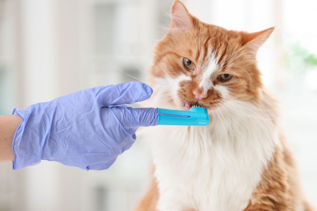 歯磨きされる猫