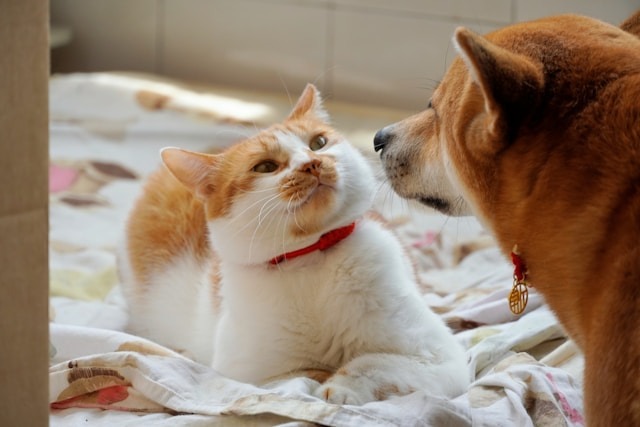 犬に追い詰められる猫