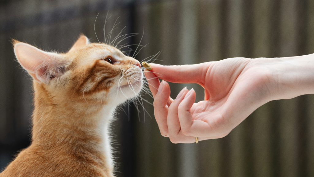 差し出されたおやつの匂いを嗅ぐ茶トラの猫