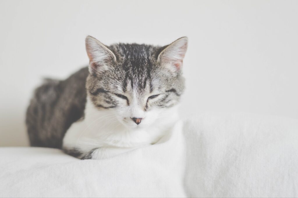 伏せの姿勢で眠る猫