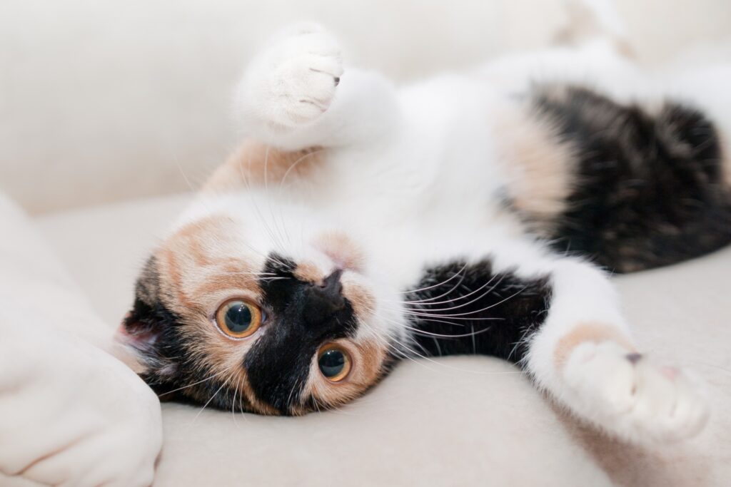 仰向けで両方前肢を上に上げている猫