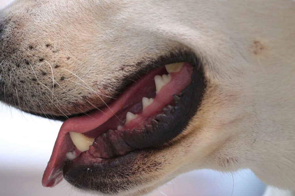 犬の口元