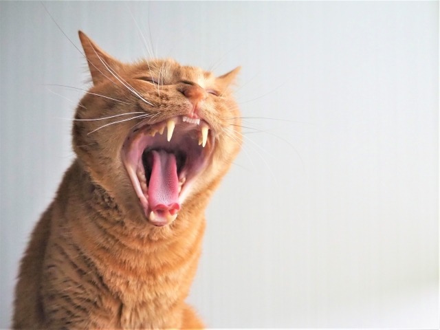 あくびをする猫
