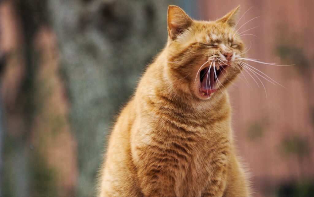 大きなあくびをする猫