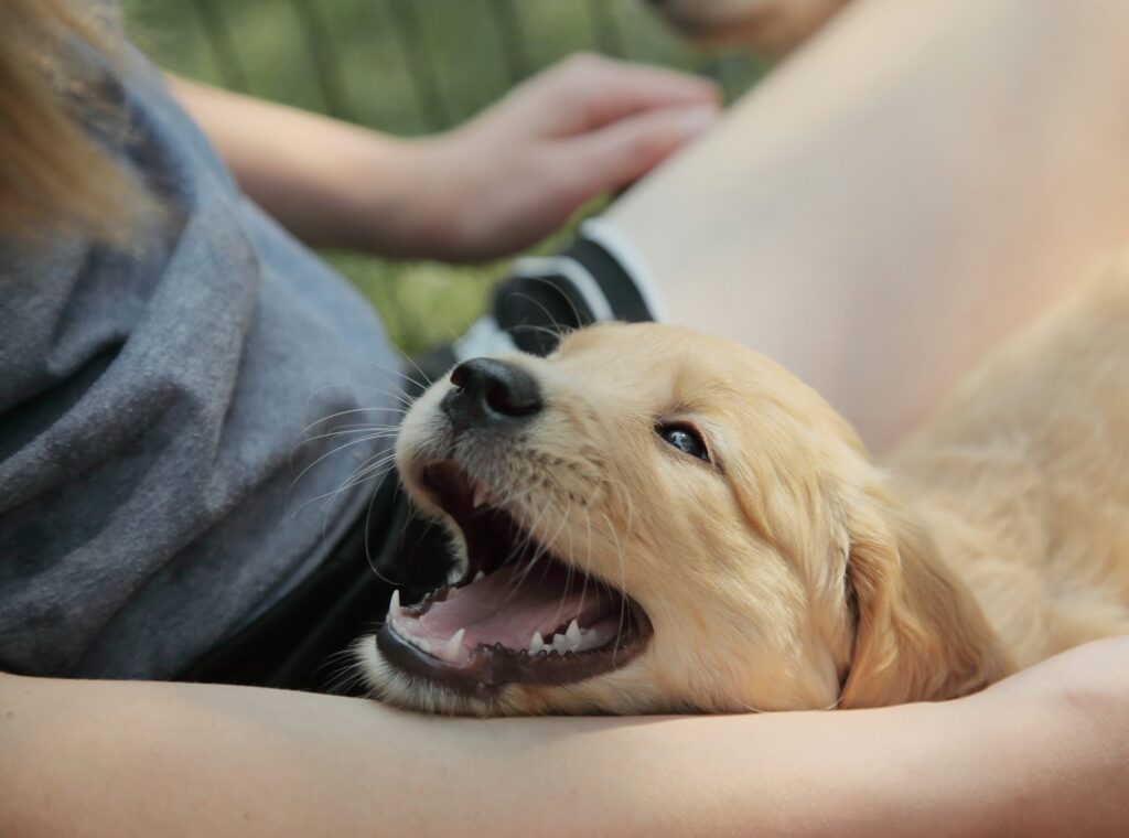 腕に顎を乗せて笑顔で人を見上げるゴールデンレトリバーの子犬