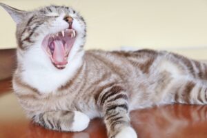 大きなあくびをする猫