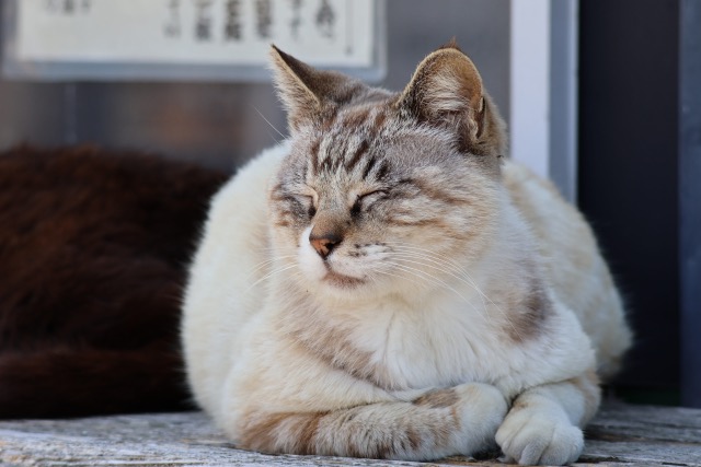 伏せの姿勢で目を瞑る猫
