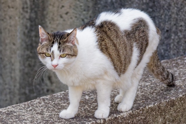 塀の上に立ってこちらを見ている猫