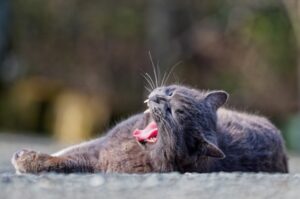 寝転がって大きなあくびをする猫