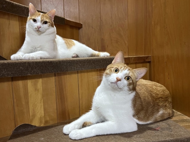 階段に伏せてこちらを見ている2匹の猫