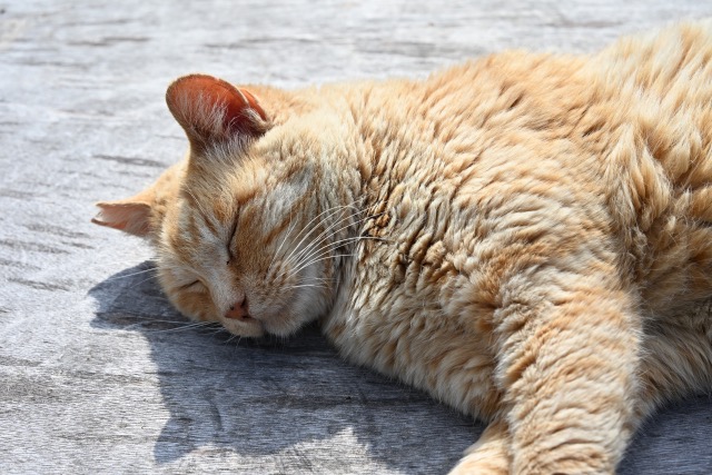 日向で眠る猫