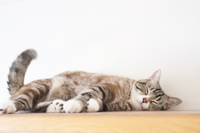 寝ている猫