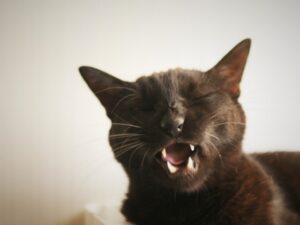 くしゃみをしている黒猫