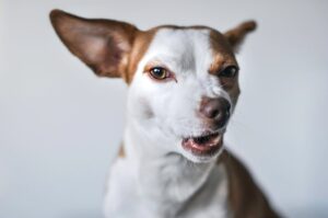 左側の鼻に皺を寄せてこちらを見る怪訝な表情の小型犬