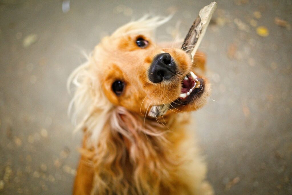枝を加えている茶色い犬