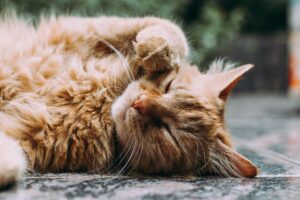 横を向いている猫