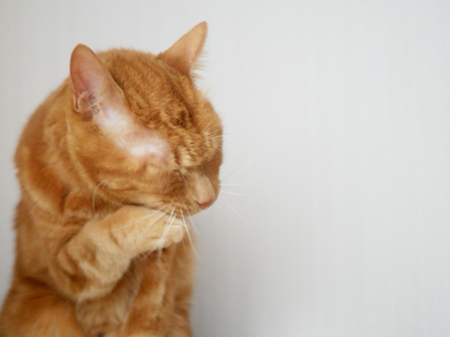 毛繕いする茶トラ猫