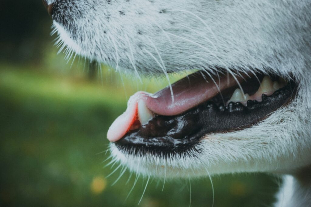 犬の口のアップ