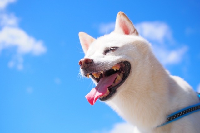 青空の下の白い柴犬