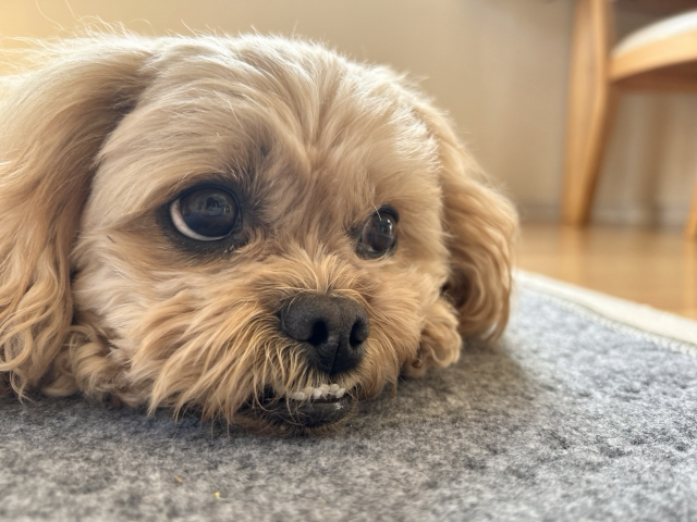 アンダーショットで上目遣いの犬