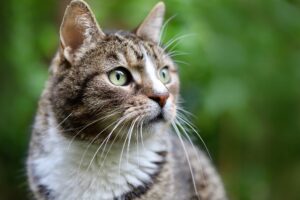 横を見ているキジトラ猫