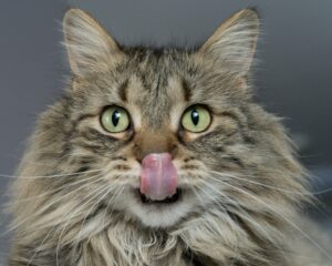 鼻の頭を舐める長毛の猫