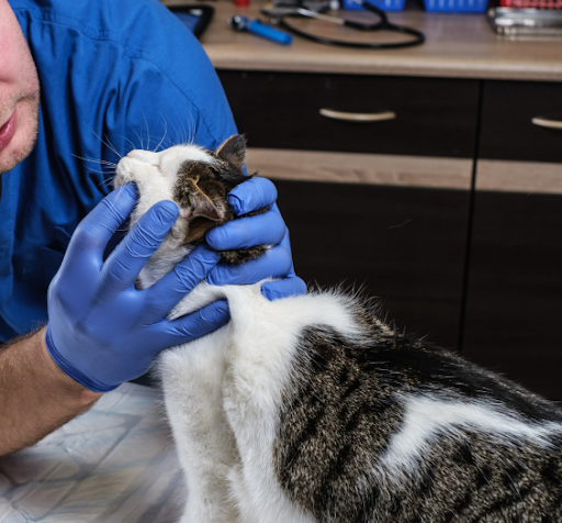 口を診察される猫