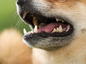 犬の口元
