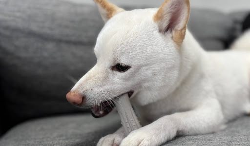 骨を噛んでいる白い柴犬