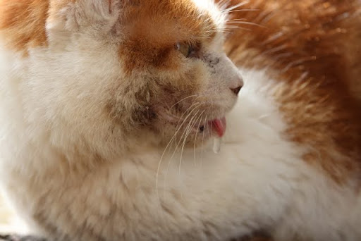 よだれで顔が汚れている猫