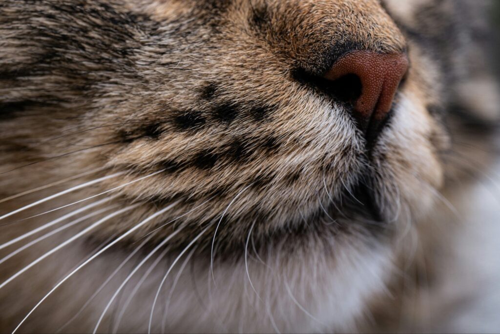 猫の口元