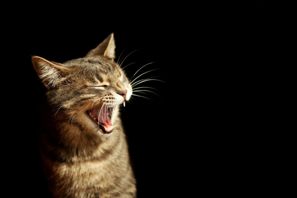 大きなあくびをするキジトラの猫