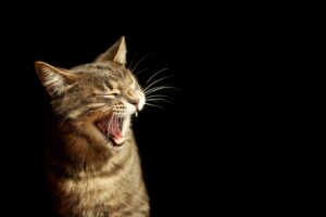 大きなあくびをするキジトラの猫