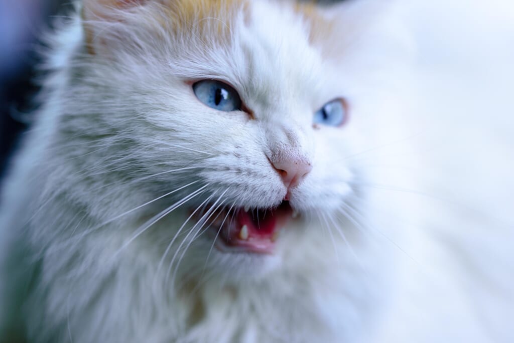口を開けて鳴いている長毛の猫