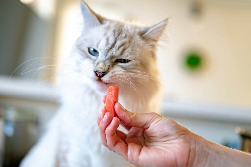 食べ物を拒む白い長毛の猫