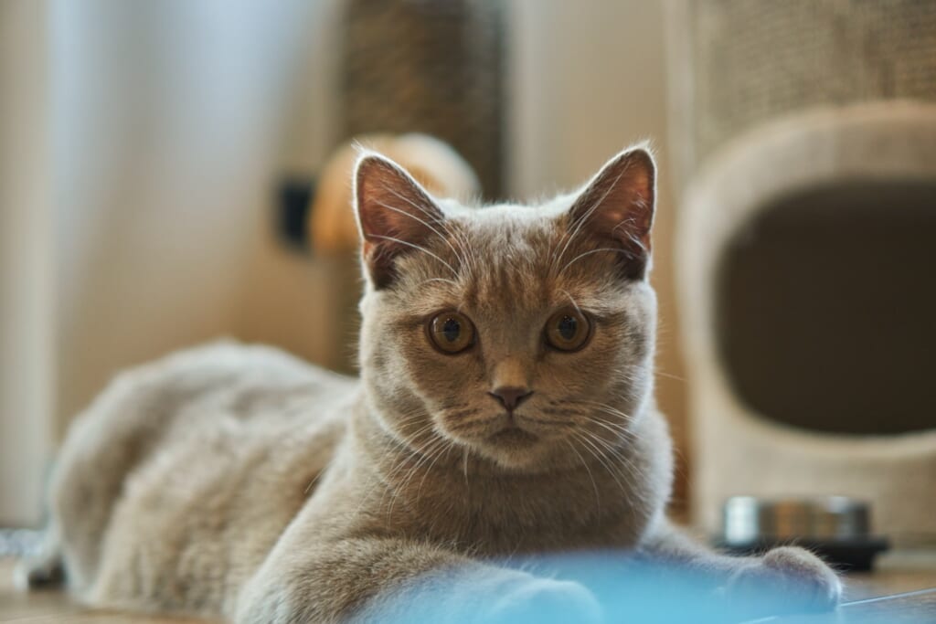 伏せの姿勢でこちらを見ているブリティッシュショートヘアの猫