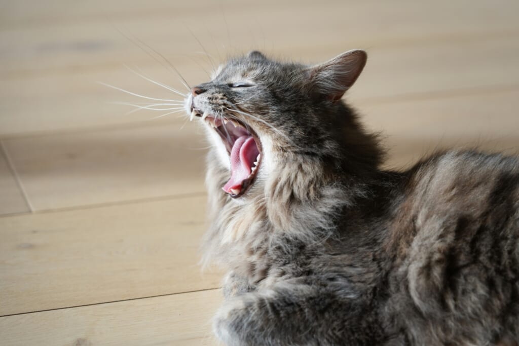 大きなあくびをする灰色の長毛猫