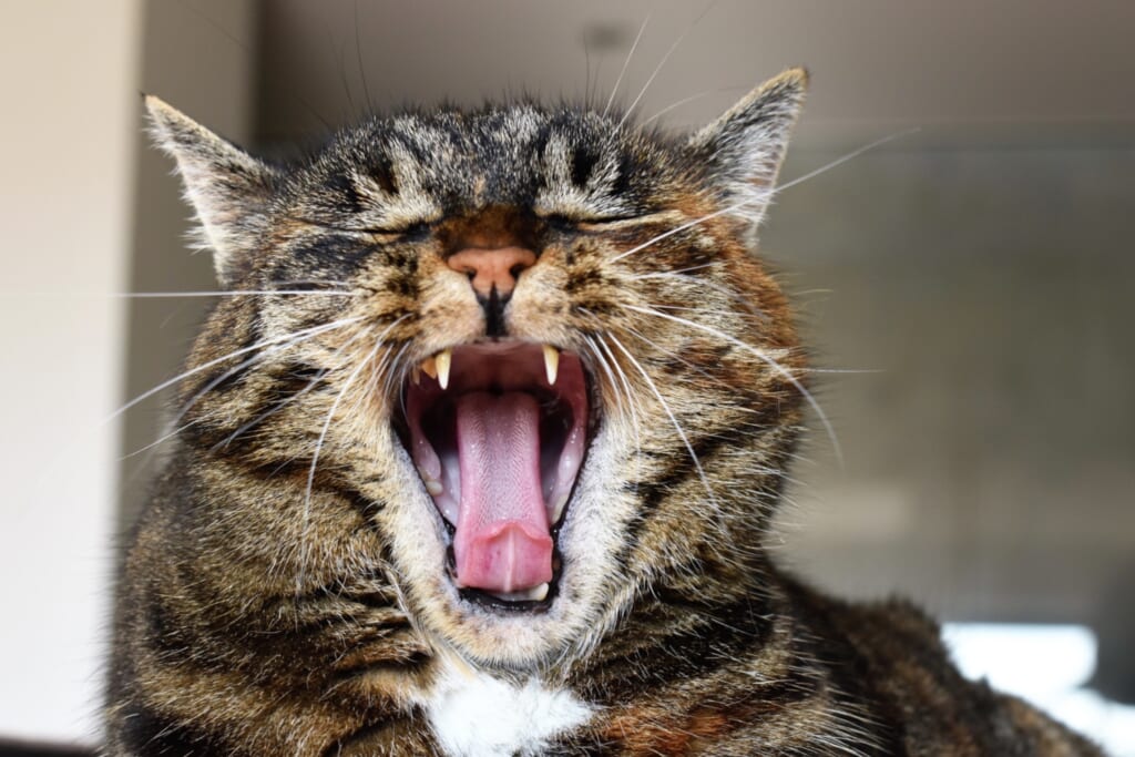 大きなあくびをするキジトラの猫