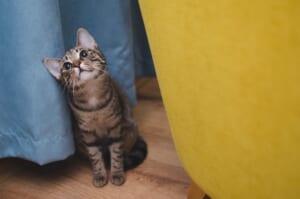 カーテンと椅子の間に座って上を見上げるキジトラの猫