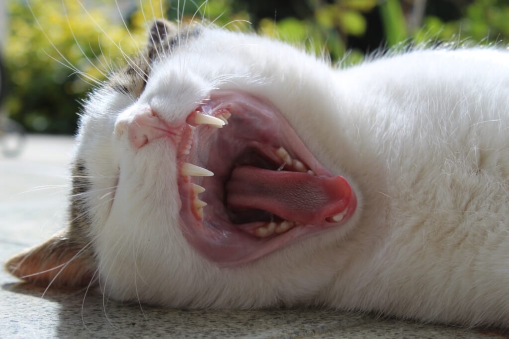 大きなあくびをするキジ白の猫