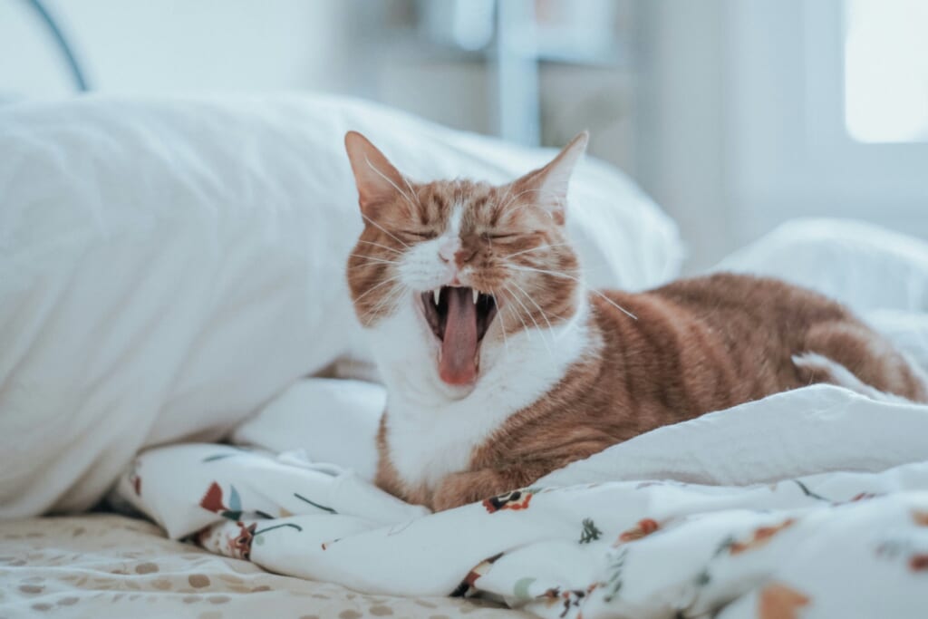 ベッドの上であくびをする茶白の猫