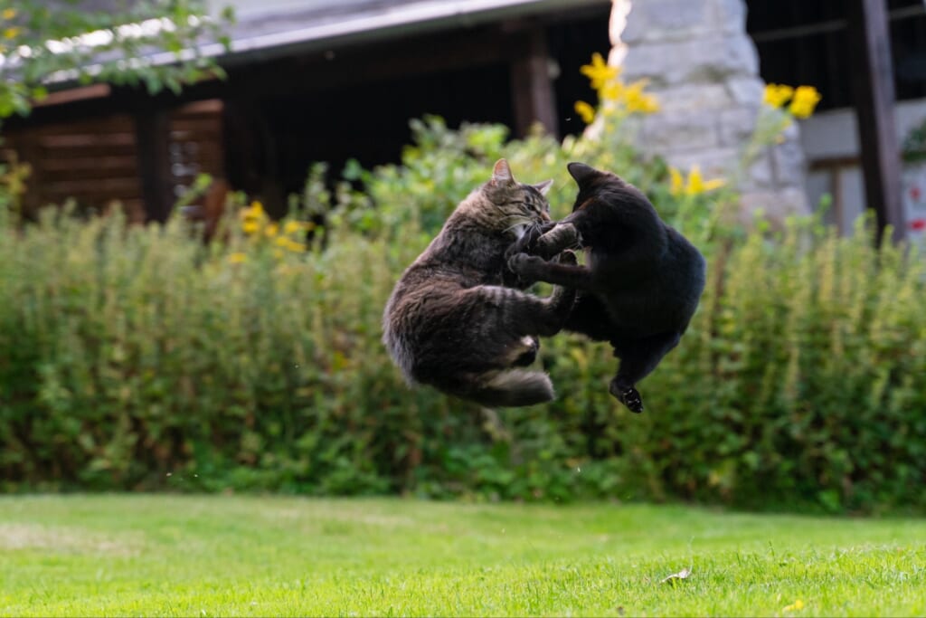 庭で喧嘩するキジトラの猫と黒猫