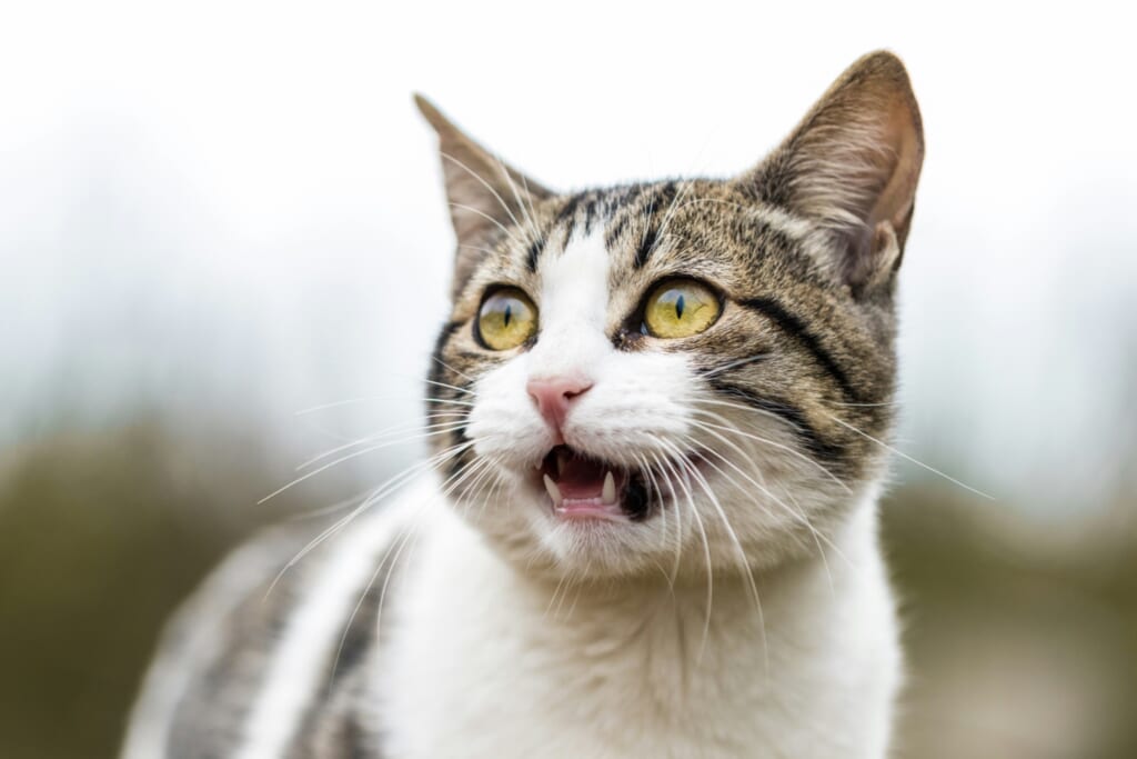 鳴き声を上げるキジ白の猫
